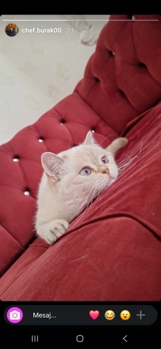 Kızıma acil kalıcı yuva arıyorum 1.5 yasında maviş bebek fotoğraf