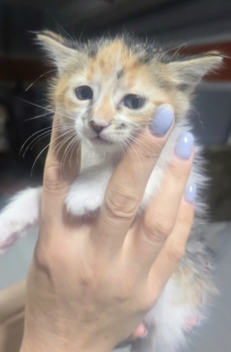 Zeyna Bebek yuvasını arıyor fotoğraf