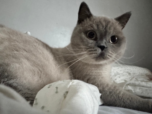 British blue point fotoğraf