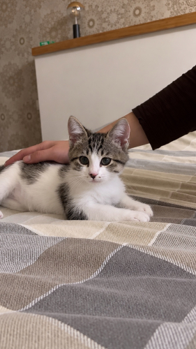 Minik Kurtarılan Kedimiz Ömürlük Yuvasını Arıyor fotoğraf