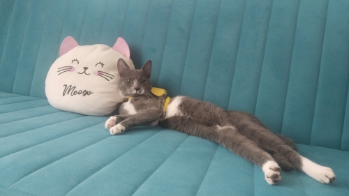 Oyun canlısı bir kedi fotoğraf
