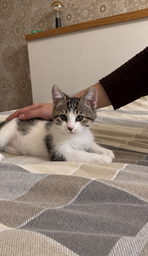 Minik Kurtarılan Kedimiz Ömürlük Yuvasını Arıyor fotoğraf