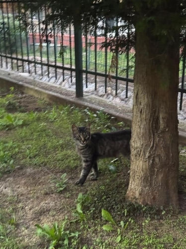 yumuşacık tüylü çiçeğimize yuva arıyoruz fotoğraf