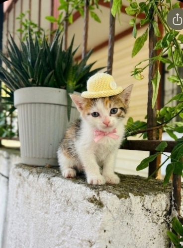 Yuvası olmazsa donarak ölecek fotoğraf