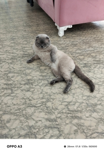 Uysal sevecen tırmalama huyu yok tek kedi oldugu için başka kediyle pek anlaşamı fotoğraf