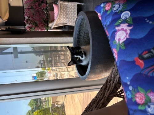 Smokin dişi kısır kedi fotoğraf