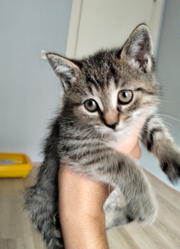 İzmir'de ücretsiz kedi sahiplendirme fotoğraf