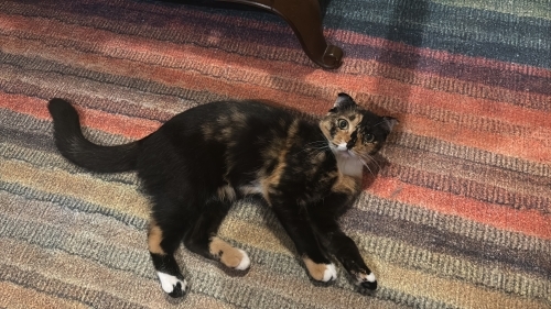 Safiye tekirish calico bir kedi fotoğraf