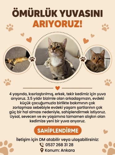 Ona daha iyi bir ortam sunabilecek, yuvasını arıyoruz fotoğraf