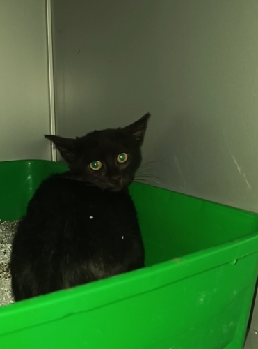 2 aylık simsiyah parlak tüylü yemyeşil gözlü harika bombay yavru🧿🐱 fotoğraf