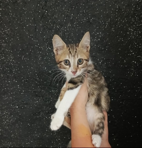 2 aylık Kaplan desenli, yumuşacık tüylü beyazlı tekir bebek🧿🐱 fotoğraf