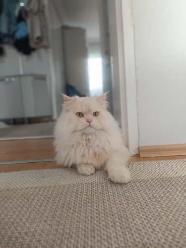 Ücretsiz Longhair fotoğraf
