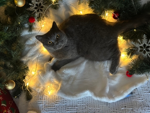 Kısır dişi kedi fotoğraf