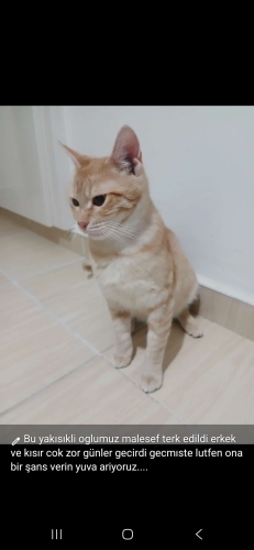 Tombul bir sarman 😁garfield sevenler icin bir evlat 😃😃 fotoğraf