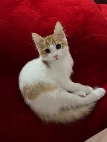 SEVİMLİ NEŞELİ 3 AYLIK KEDİ fotoğraf