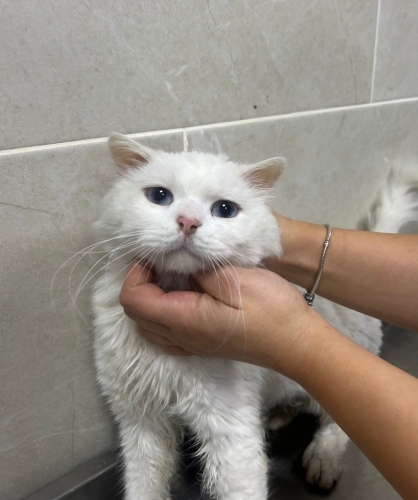 Güzelliğimiz ömürlük yuvasını arıyor😍 fotoğraf