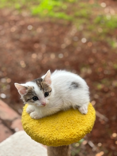 2 Aylık Dişi Yavrumuz fotoğraf