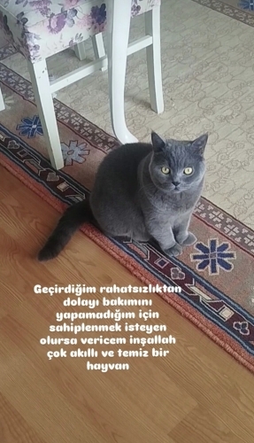 Kısır erkek cins kedi fotoğraf