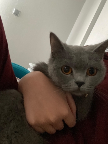Sakin sessiz cins kedi fotoğraf