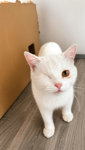 ELEKTRİK SÜPÜRGESİNDEN KORKMAYAN KEDİ :) fotoğraf