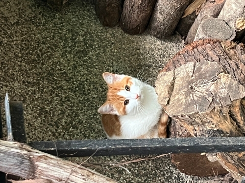 3 aylık, çok güzel ve oyuncu bir tekir fotoğraf