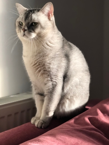 8 Yaşında, Uysal ve Kısır British Shorthair Erkek Kedimize Ömürlük Yuva Arıyoruz fotoğraf