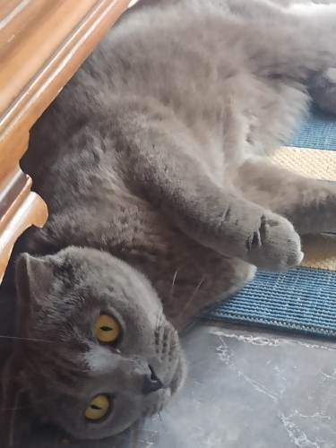 Sevgi delisi bi güzellik fotoğraf