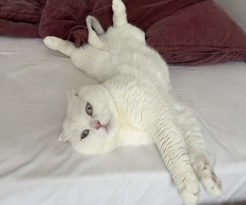 Kısır erkek scottish fold fotoğraf