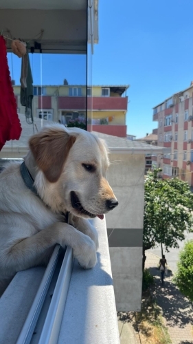 Bal yeni yuvasını arıyor fotoğraf