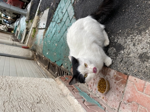 Evden kaçmış ya da sokağa bırakılmış çok güzel sevecen bir kedi fotoğraf