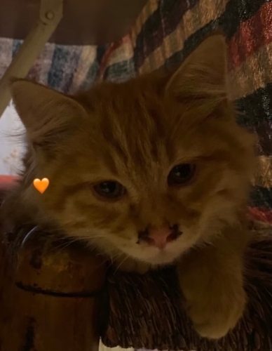 Chincilla kırması sarman fotoğraf