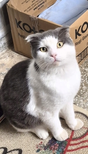 Yazlıkta işi bitince sokağa atmışlar fotoğraf