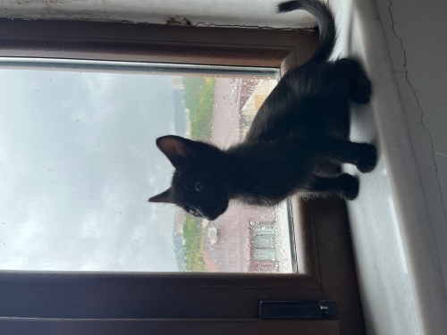 Siyah tüylü yavru kedi fotoğraf