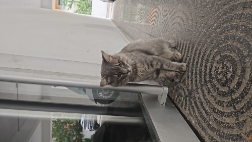 Sokakta bulundu evden atılmış fotoğraf