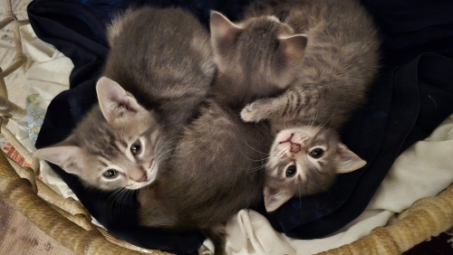 5 küçük kardeş melez gri renkte çok tatlı sevecen cana yakın oyuncular fotoğraf