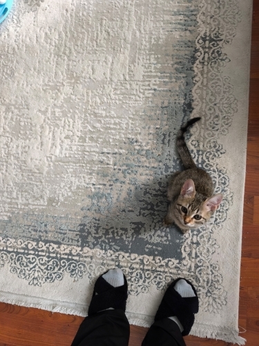 🌸 MİÇO (3 Aylık) Kış Gelmeden Sıcak Yuvasını Arıyor 🐾 fotoğraf