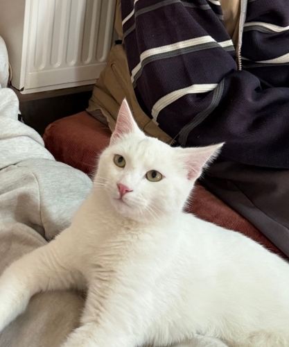 Evcil kar beyazı gibi kedi fotoğraf