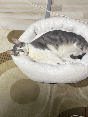 KISIRLAŞTIRILMIŞ,AŞIRI UYSAL VE KONUŞKAN TAM BİR EV KEDİSİ fotoğraf