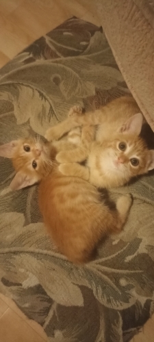 2 aylik annesiz kardesler fotoğraf