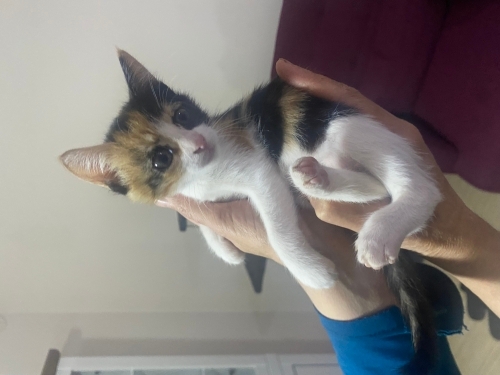 1,5 aylık calico yavru kedi fotoğraf