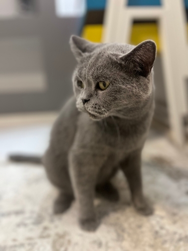 Uslu sakin kedim yeni yuvasını arıyor fotoğraf