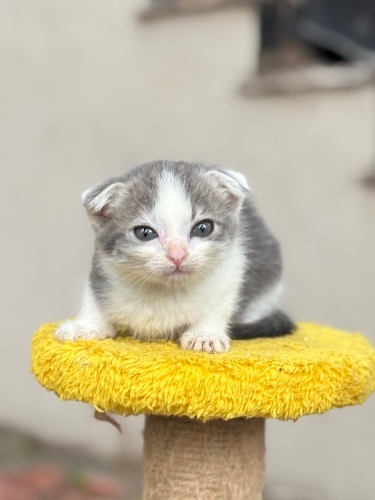 2 Aylık Dişi Scottish Fold fotoğraf