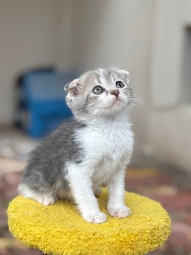 2 AYLIK ERKEK SCOTTİSH FOLD fotoğraf