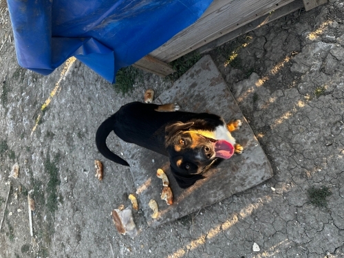 Ücretsiz sahiplendirme fotoğraf