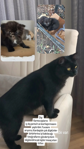 İnanılmaz güzellikte bir kedi aşırı zeki fotoğraf