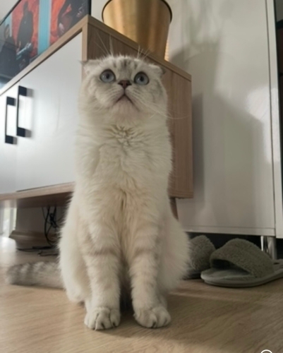 Erkek, kısır, kucak delisi Aslan için ömürlük yuva fotoğraf