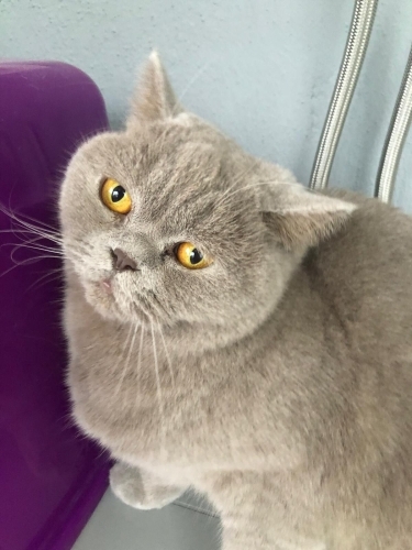 Yumak sahiplendirme fotoğraf