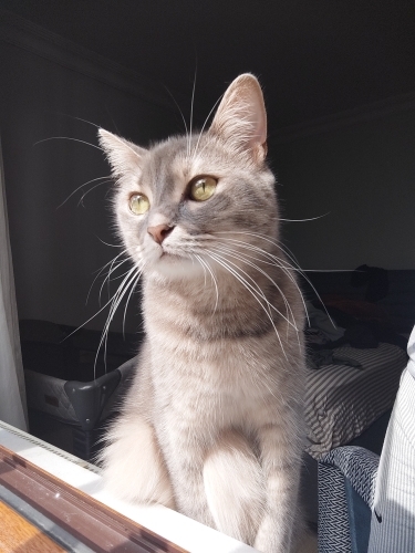 Kısır ev kedisi fotoğraf