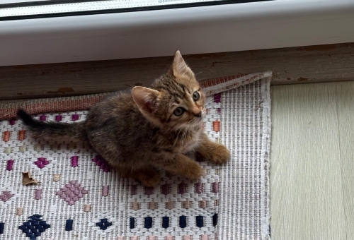 5-6 haftalık yavru kedi fotoğraf