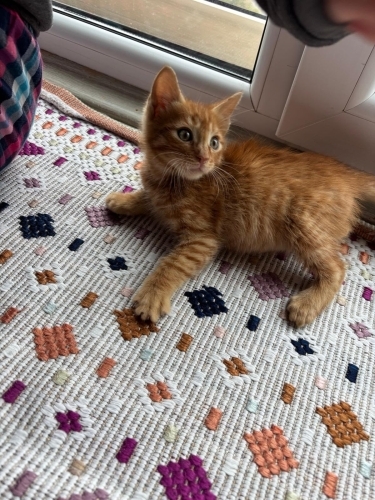 5-6 haftalık yavru kedi fotoğraf